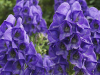 aconitum napellus - eisenhut