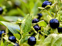 Atropa belladonna - Tollkirsche